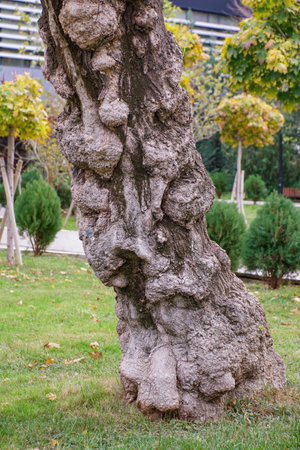Tree trunk covered with burls, decorative tree. Floraの写真素材