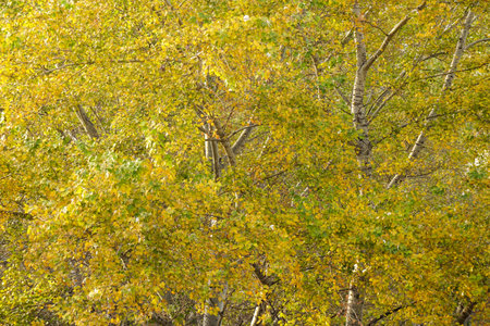 Many yellow leaves on a tree, autumn landscape. Natureの写真素材