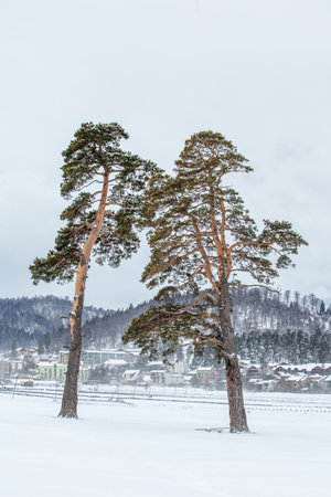 Isolated trees in the snow, the famous winter resort of Bakuriani. Georgiaの写真素材