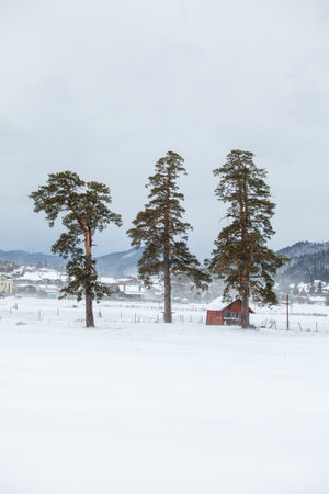 Isolated trees in the snow, the famous winter resort of Bakuriani. Georgiaの写真素材