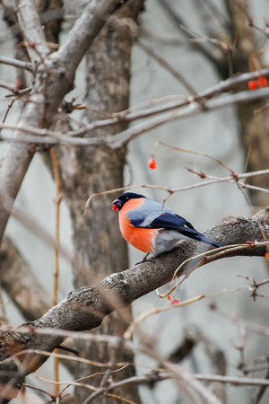 Red bullfinch on the red ripe viburnum tree. Natureの写真素材