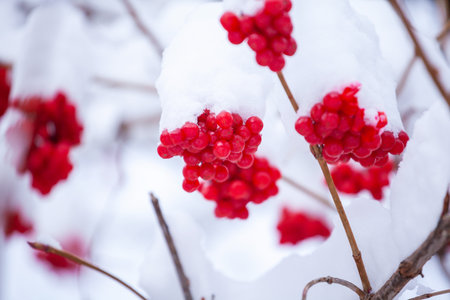 Winter Frozen Viburnum Under Snow, First snow. Beautiful winter. Natureの写真素材