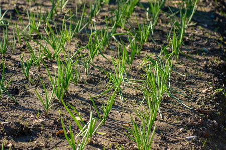 green onions growing in the garden, fresh vegetableの写真素材