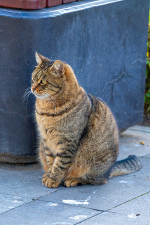 A cat sits calmly on the sidewalk, observing the people.の写真素材