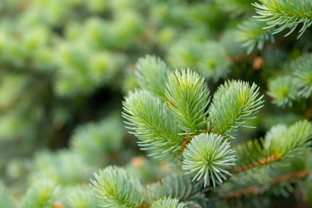 Blue spruce branches in the garden, texture of needles of a Christmas tree. Natureの写真素材