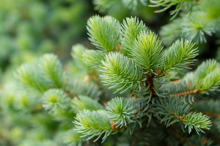 Blue spruce branches in the garden, texture of needles of a Christmas tree. Natureの写真素材