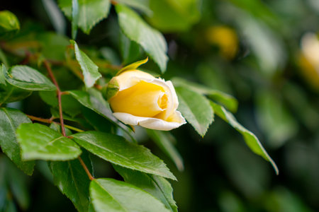 Yellow beautiful roses blooming in the park. Natureの写真素材
