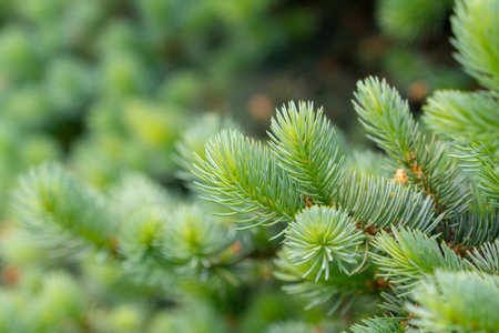 Blue spruce branches in the garden, texture of needles of a Christmas tree. Natureの写真素材