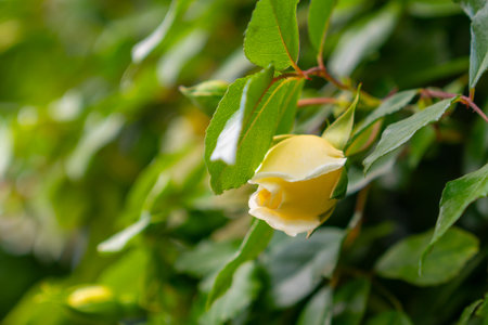 Yellow beautiful roses blooming in the park. Natureの写真素材