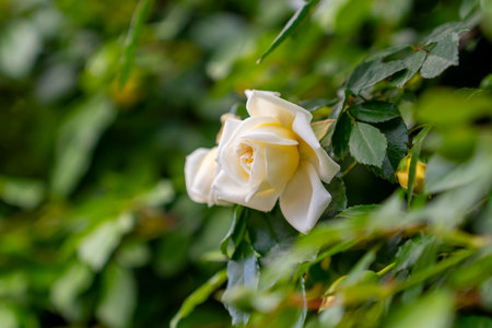 Beautiful roses blooming in the park. Natureの写真素材