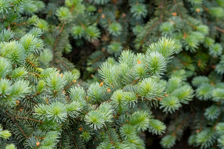 Blue spruce branches in the garden, texture of needles of a Christmas tree. Natureの写真素材
