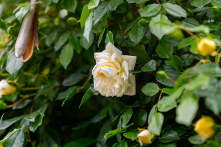 Yellow beautiful roses blooming in the park. Natureの写真素材