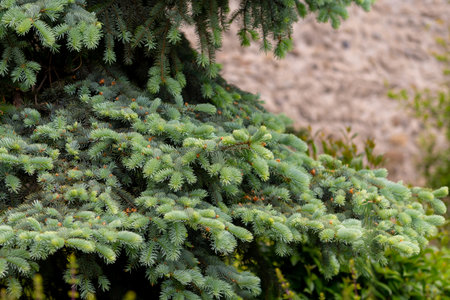 Blue spruce branches in the garden, texture of needles of a Christmas tree. Natureの写真素材