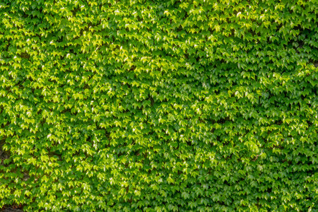 Abstract composition of a wall with lianas. green leaves on a old stone wall. Textureの写真素材
