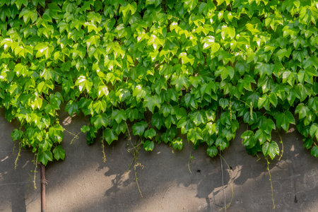 Abstract composition of a wall with lianas. green leaves on a old stone wall. Textureの写真素材
