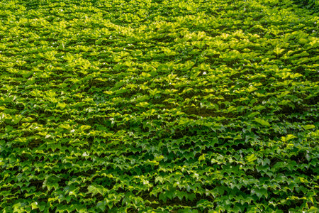 Abstract composition of a wall with lianas. green leaves on a old stone wall. Textureの写真素材