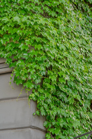 Abstract composition of a wall with lianas. green leaves on a old stone wall. Textureの写真素材