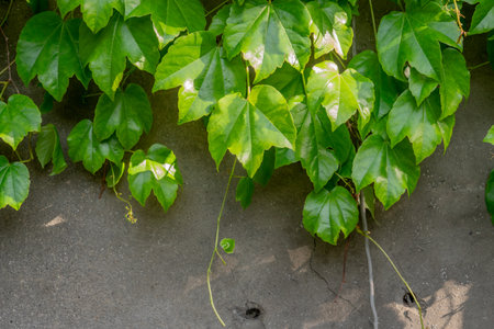 Abstract composition of a wall with lianas. green leaves on a old stone wall. Textureの写真素材