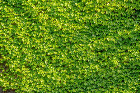 Abstract composition of a wall with lianas. green leaves on a old stone wall. Textureの写真素材