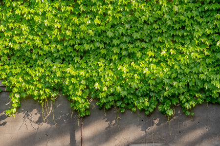 Abstract composition of a wall with lianas. green leaves on a old stone wall. Textureの写真素材