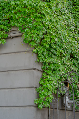 Abstract composition of a wall with lianas. green leaves on a old stone wall. Textureの写真素材