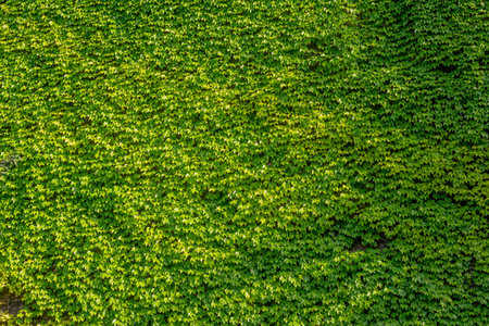 Abstract composition of a wall with lianas. green leaves on a old stone wall. Textureの写真素材