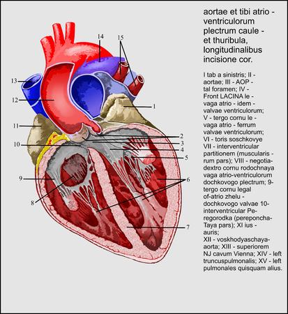 Heart , Aortic valve and atrioventricular valvesの写真素材