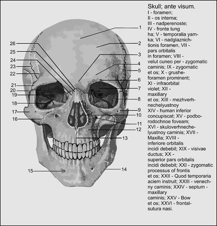 Human anatomy , Human skullのイラスト素材