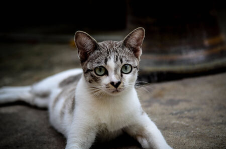 Temple s cat