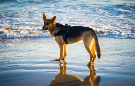 Amazing Portrait of one Years Old Pet German Shepherd Dog walking next to the water at the beach...