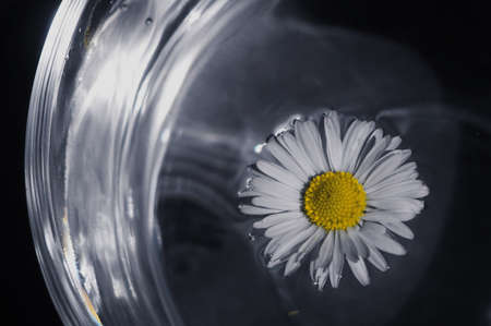 Beautiful flower daisy swims in waterの写真素材