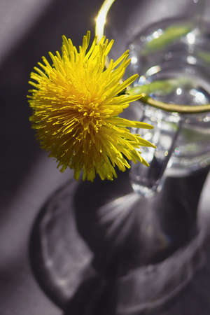 picture of yellow dandelion and reflections of sunlight, shadowsの写真素材