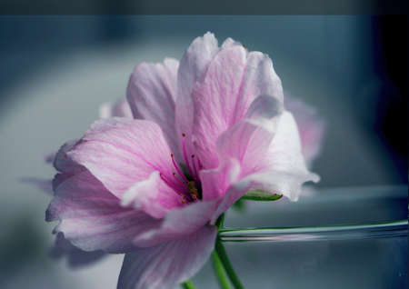 Flower background, beautiful pink, purple isolate japan flower, cherry blossom, cerasus avium,...