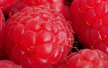 Raspberry close-up photo, macro, pink-red, hairs, raspberry background, Rubus Idaeus