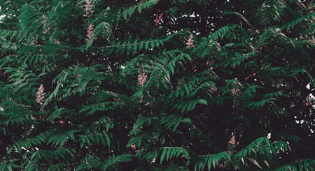 Green leaves background, retro color style, tree leaves, woody plantの写真素材