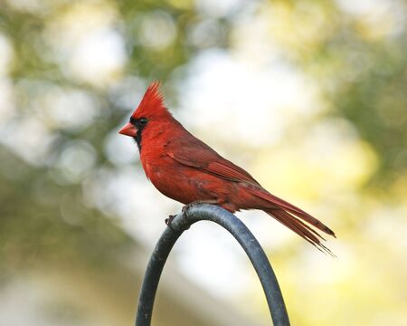 side view of a red male Cardinalの写真素材