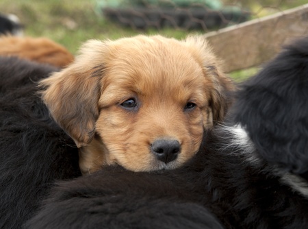 Puppy