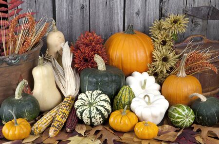 squash, pumpkin & gourd collectionの写真素材