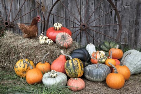 a variety of pumpkins in front of barnの写真素材