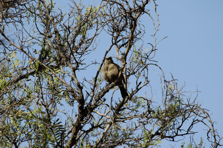 Bird sitting on a tree