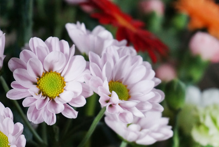 Chrysanthemumの写真素材