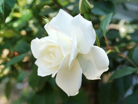 White roseの写真素材