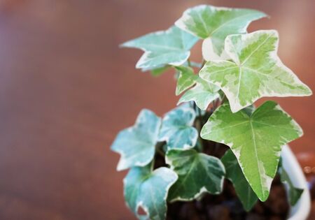 Ivy leafの写真素材