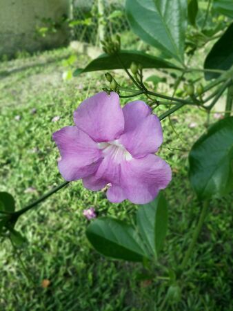 Closeup of a flower in full color.の素材