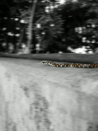 Small snake on black and white background. の素材