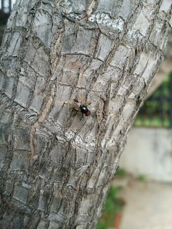 Fly on a treeの素材