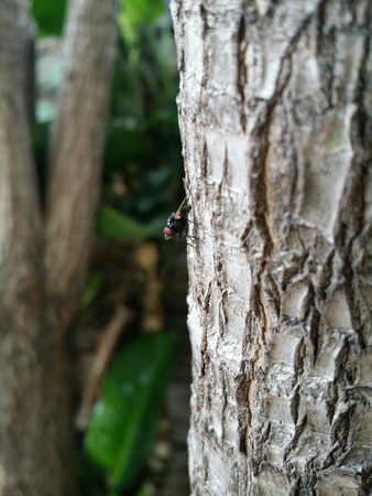 Fly on a treeの素材