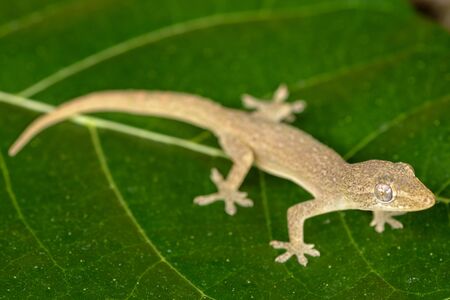 Asian or Common House Gecko Hemidactylus frenatus lies on green leaves. Hemidactylus frenatus climbs a tropical plant. Wall gecko, House lizard or Moon lizard is native of Southeast Asia.の写真素材