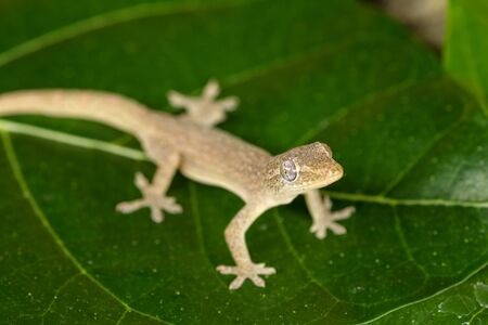 Asian or Common House Gecko Hemidactylus frenatus lies on green leaves. Hemidactylus frenatus climbs a tropical plant. Wall gecko, House lizard or Moon lizard is native of Southeast Asia.の写真素材