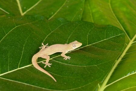 Asian or Common House Gecko Hemidactylus frenatus lies on green leaves. Hemidactylus frenatus climbs a tropical plant. Wall gecko, House lizard or Moon lizard is native of Southeast Asia.の写真素材